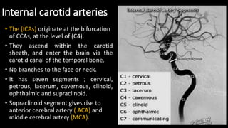 Internal carotid arteries
• The (ICAs) originate at the bifurcation
of CCAs, at the level of (C4).
• They ascend within the carotid
sheath, and enter the brain via the
carotid canal of the temporal bone.
• No branches to the face or neck.
• It has seven segments ; cervical,
petrous, lacerum, cavernous, clinoid,
ophthalmic and supraclinoid.
• Supraclinoid segment gives rise to
anterior cerebral artery ( ACA) and
middle cerebral artery (MCA).
 