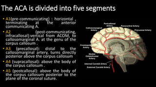 The ACA is divided into five segments
• A1(pre-communicating) : horizontal ,
terminating at the anterior
communicating A.
• A2 (post-communicating,
infracallosal):vertical from ACOM, to
callosomarginal A. at the genu of the
corpus callosum .
• A3 (precallosal): distal to the
callosomarginal artery, turns directly
posterior above the corpus callosum
• A4 (supracallosal): above the body of
the corpus callosum .
• A5 (postcallosal): above the body of
the corpus callosum posterior to the
plane of the coronal suture.
 