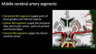 Middle cerebral artery segments
• Horizontal M1-segment supply parts of
basal ganglia and internal capsule.
• Sylvian M2-segment supply the temporal
lobe and insular cortex , parts of parietal
and frontal lobes
• Cortical M3-segment supply the lateral
cerebral cortex
 