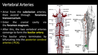 Vertebral Arteries
• Arise from the subclavian arteries,
then ascend through foramena
transversarium.
• Enter the cranial cavity via
the foramen magnum.
• After this, the two vertebral arteries
converge to form the basilar artery.
• The basilar artery terminates by
bifurcating into the posterior cerebral
arteries ( PCA).
 