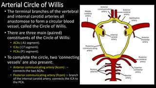 Arterial Circle of Willis
• The terminal branches of the vertebral
and internal carotid arteries all
anastomose to form a circular blood
vessel, called the Circle of Willis.
• There are three main (paired)
constituents of the Circle of Willis:
• ACAs ( A1 segment).
• ICAs ( C7 segment).
• PCAs (P1 segment).
• To complete the circle, two ‘connecting
vessels’ are also present:
• Anterior communicating artery (Acom) : –
connects the two ACAs.
• Posterior communicating artery (Pcom) :– branch
of the internal carotid artery connects the ICA to
the PCA.
 