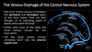 The Venous Drainage of the Central Nervous System
• The dural venous sinuses lie between
the periosteal and meningeal layers
of the dura mater. They are best
thought of as collecting pools of
blood, which drain the brain.
• Unlike most veins of the body, the
dural venous sinuses do not
have valves.
• All the dural venous sinuses
ultimately drain into the internal
jugular vein.
 