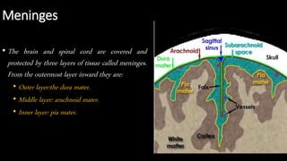 Meninges
• The brain and spinal cord are covered and
protected by three layers of tissue called meninges.
From the outermost layer inward they are:
• Outer layer:the dura mater.
• Middle layer: arachnoid mater.
• Inner layer: pia mater.
 