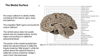 Brain.pptx