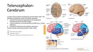 Brain.pptx