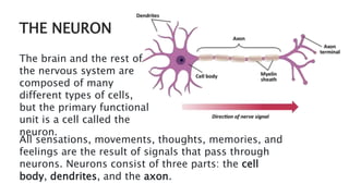 PARTS OF THE BRAIN OF HUMAN AND ITS FUNCTION.pptx