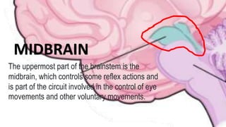 PARTS OF THE BRAIN OF HUMAN AND ITS FUNCTION.pptx