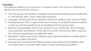 Human BRAIN (anatomy and Physiology) .pptx