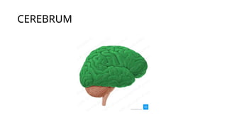 Brain and it's function and parts of its | PPTX