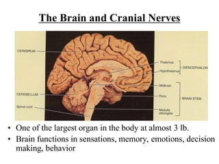Comprehensive Overview of the Brain and Cranial Nerves Functions and ...