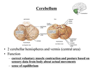 Comprehensive Overview of the Brain and Cranial Nerves Functions and ...