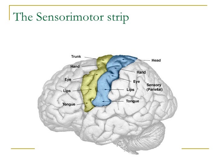 sencery strip Brain