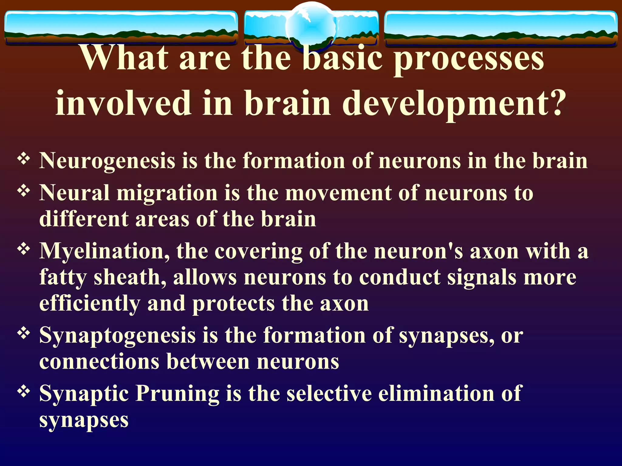 What are the basic processes involved in brain development? Neurogenesis is the formation of neurons in the brain Neural migration is the movement of neurons to different areas of the brain Myelination, the covering of the neuron's axon with a fatty sheath, allows neurons to conduct signals more efficiently and protects the axon Synaptogenesis is the formation of synapses, or connections between neurons Synaptic Pruning is the selective elimination of synapses 
