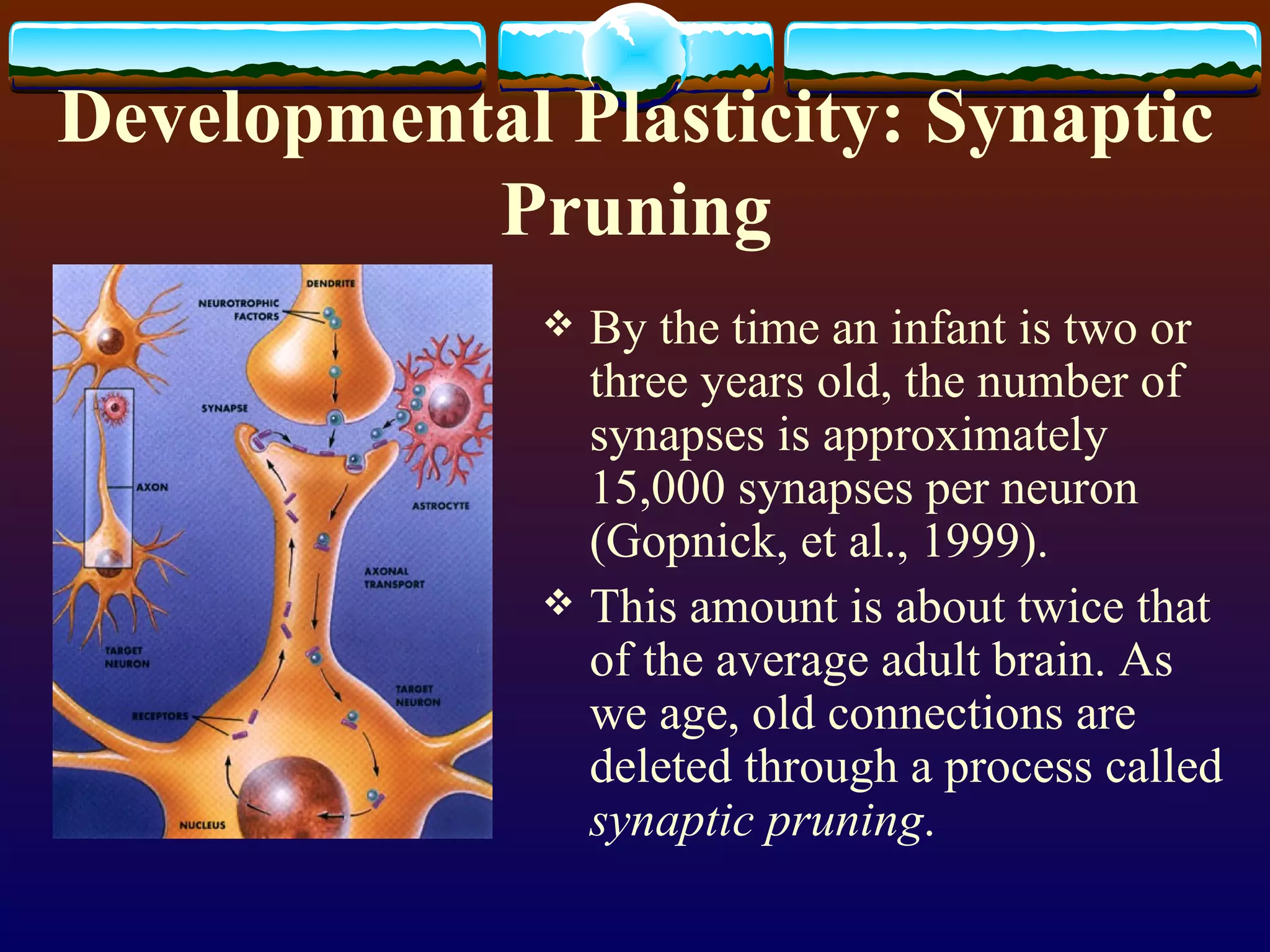 Developmental Plasticity: Synaptic Pruning By the time an infant is two or three years old, the number of synapses is approximately 15,000 synapses per neuron (Gopnick, et al., 1999).  This amount is about twice that of the average adult brain. As we age, old connections are deleted through a process called  synaptic pruning .  