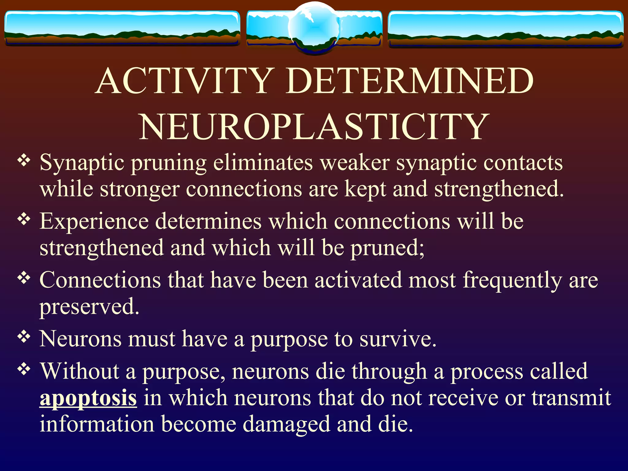 ACTIVITY DETERMINED NEUROPLASTICITY Synaptic pruning eliminates weaker synaptic contacts while stronger connections are kept and strengthened. Experience determines which connections will be strengthened and which will be pruned;  Connections that have been activated most frequently are preserved. Neurons must have a purpose to survive. Without a purpose, neurons die through a process called  apoptosis  in which neurons that do not receive or transmit information become damaged and die. 