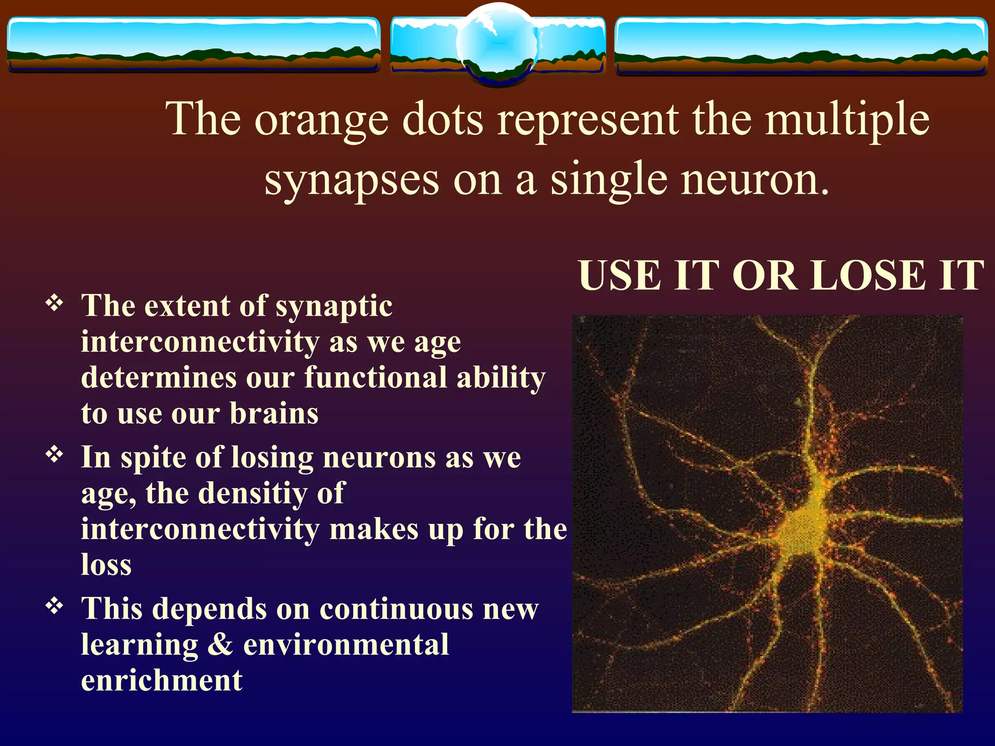 The orange dots represent the multiple synapses on a single neuron. The extent of synaptic interconnectivity as we age determines our functional ability to use our brains In spite of losing neurons as we age, the densitiy of interconnectivity makes up for the loss This depends on continuous new learning & environmental enrichment USE IT OR LOSE IT 