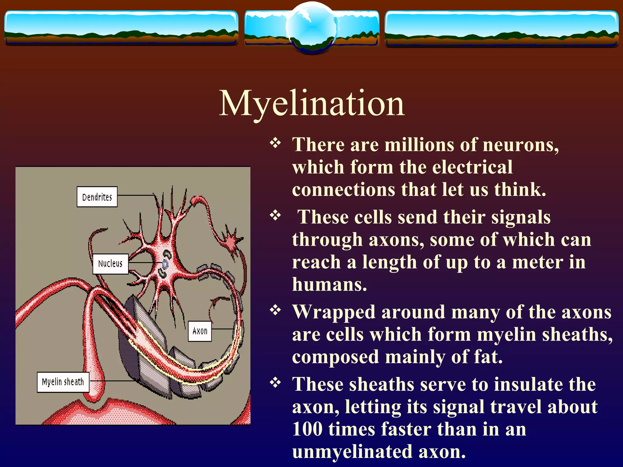 Myelination There are millions of neurons, which form the electrical connections that let us think. These cells send their signals through axons, some of which can reach a length of up to a meter in humans. Wrapped around many of the axons are cells which form myelin sheaths, composed mainly of fat.  These sheaths serve to insulate the axon, letting its signal travel about 100 times faster than in an unmyelinated axon.  