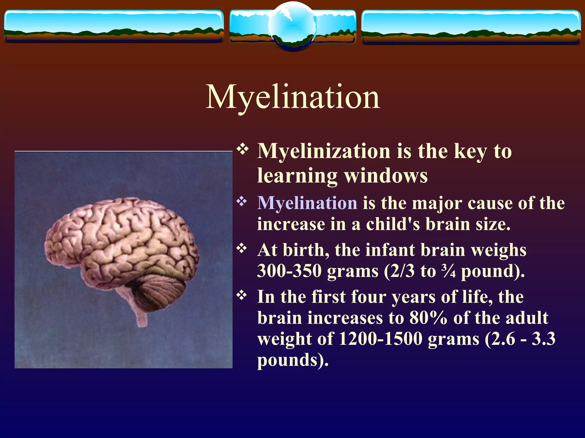 Myelination Myelinization is the key to learning windows Myelination  is the major cause of the increase in a child's brain size.  At birth, the infant brain weighs 300-350 grams (2/3 to ¾ pound).  In the first four years of life, the brain increases to 80% of the adult weight of 1200-1500 grams (2.6 - 3.3 pounds).  