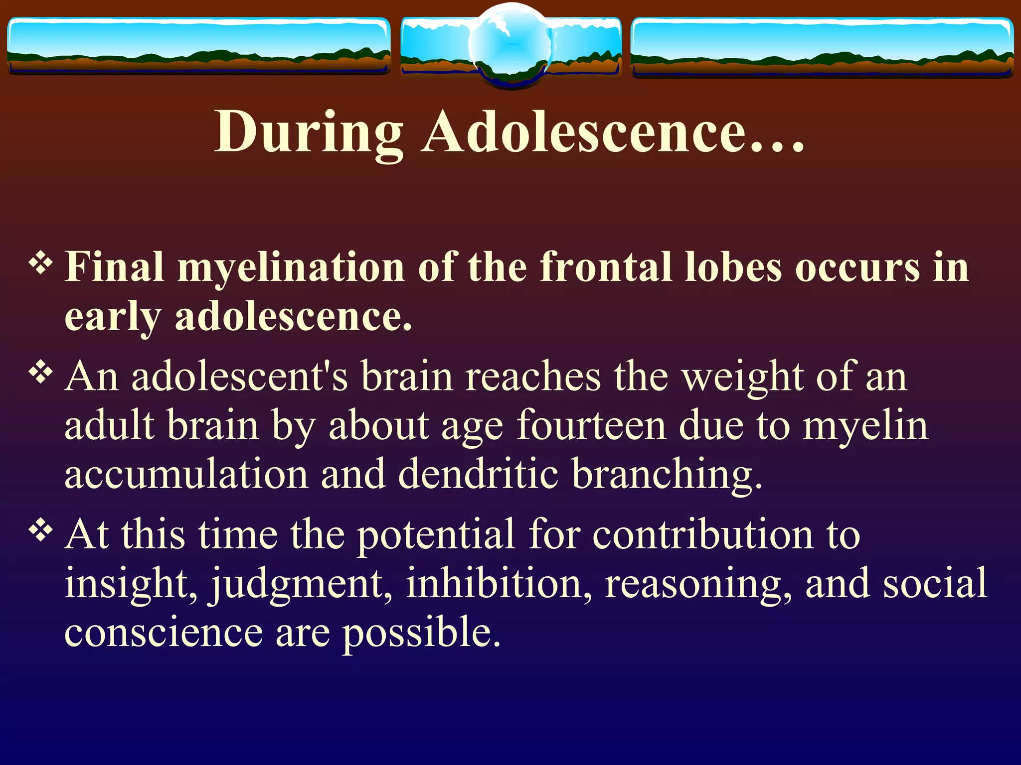 During Adolescence… Final myelination of the frontal lobes occurs in early adolescence.   An adolescent's brain reaches the weight of an adult brain by about age fourteen due to myelin accumulation and dendritic branching. At this time the potential for contribution to insight, judgment, inhibition, reasoning, and social conscience are possible. 