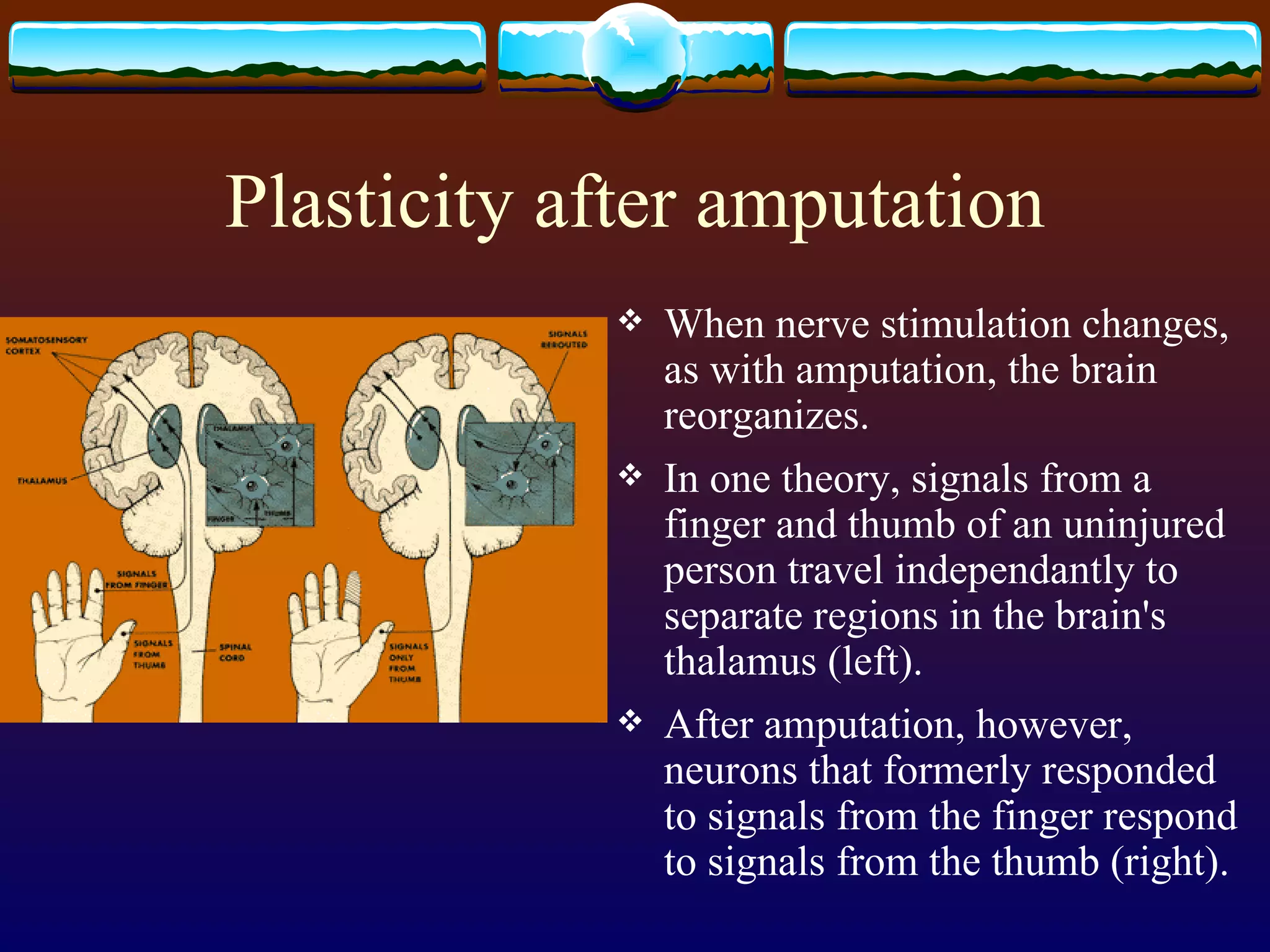 Plasticity after amputation When nerve stimulation changes, as with amputation, the brain reorganizes. In one theory, signals from a finger and thumb of an uninjured person travel independantly to separate regions in the brain's thalamus (left).  After amputation, however, neurons that formerly responded to signals from the finger respond to signals from the thumb (right).  