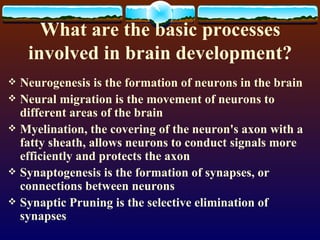 What are the basic processes involved in brain development? Neurogenesis is the formation of neurons in the brain Neural migration is the movement of neurons to different areas of the brain Myelination, the covering of the neuron's axon with a fatty sheath, allows neurons to conduct signals more efficiently and protects the axon Synaptogenesis is the formation of synapses, or connections between neurons Synaptic Pruning is the selective elimination of synapses 