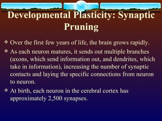 Developmental Plasticity: Synaptic Pruning Over the first few years of life, the brain grows rapidly. As each neuron matures, it sends out multiple branches (axons, which send information out, and dendrites, which take in information), increasing the number of synaptic contacts and laying the specific connections from neuron to neuron. At birth, each neuron in the cerebral cortex has approximately 2,500 synapses.  