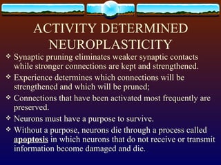 ACTIVITY DETERMINED NEUROPLASTICITY Synaptic pruning eliminates weaker synaptic contacts while stronger connections are kept and strengthened. Experience determines which connections will be strengthened and which will be pruned;  Connections that have been activated most frequently are preserved. Neurons must have a purpose to survive. Without a purpose, neurons die through a process called  apoptosis  in which neurons that do not receive or transmit information become damaged and die. 