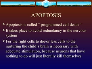 APOPTOSIS Apoptosis is called “ programmed cell death “ It takes place to avoid redundancy in the nervous system For the right cells to die/or less cells to die nurturing the child’s brain is necessary with adequate stimulation, because neurons that have nothing to do will just literally kill themselves 