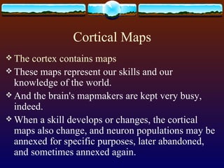 Cortical Maps The cortex contains maps These maps represent our skills and our knowledge of the world. And the brain's mapmakers are kept very busy, indeed. When a skill develops or changes, the cortical maps also change, and neuron populations may be annexed for specific purposes, later abandoned, and sometimes annexed again. 