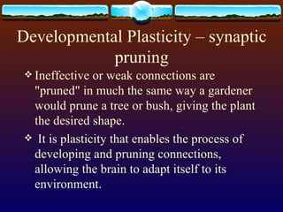 Developmental Plasticity – synaptic pruning Ineffective or weak connections are &quot;pruned&quot; in much the same way a gardener would prune a tree or bush, giving the plant the desired shape. It is plasticity that enables the process of developing and pruning connections, allowing the brain to adapt itself to its environment.  