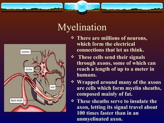 Myelination There are millions of neurons, which form the electrical connections that let us think. These cells send their signals through axons, some of which can reach a length of up to a meter in humans. Wrapped around many of the axons are cells which form myelin sheaths, composed mainly of fat.  These sheaths serve to insulate the axon, letting its signal travel about 100 times faster than in an unmyelinated axon.  
