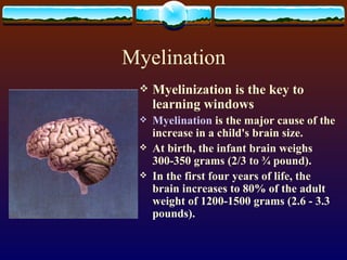 Myelination Myelinization is the key to learning windows Myelination  is the major cause of the increase in a child's brain size.  At birth, the infant brain weighs 300-350 grams (2/3 to ¾ pound).  In the first four years of life, the brain increases to 80% of the adult weight of 1200-1500 grams (2.6 - 3.3 pounds).  
