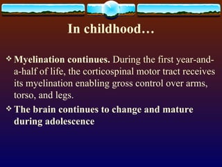 In childhood… Myelination continues.  During the first year-and-a-half of life, the corticospinal motor tract receives its myelination enabling gross control over arms, torso, and legs. The brain continues to change and mature during adolescence 