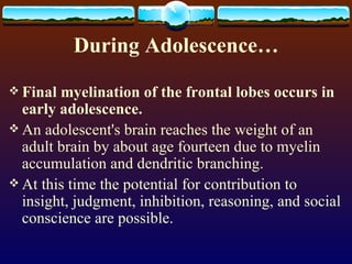 During Adolescence… Final myelination of the frontal lobes occurs in early adolescence.   An adolescent's brain reaches the weight of an adult brain by about age fourteen due to myelin accumulation and dendritic branching. At this time the potential for contribution to insight, judgment, inhibition, reasoning, and social conscience are possible. 