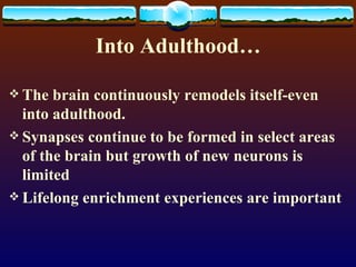Into Adulthood… The brain continuously remodels itself-even into adulthood. Synapses continue to be formed in select areas of the brain but growth of new neurons is limited Lifelong enrichment experiences are important 