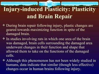 Injury-induced Plasticity: Plasticity and Brain Repair During brain repair following injury, plastic changes are geared towards maximizing function in spite of the damaged brain. In studies involving rats in which one area of the brain was damaged, brain cells surrounding the damaged area underwent changes in their function and shape that allowed them to take on the functions of the damaged cells.  Although this phenomenon has not been widely studied in humans, data indicate that similar (though less effective) changes occur in human brains following injury. 