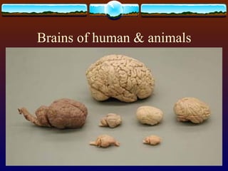Brains of human & animals 