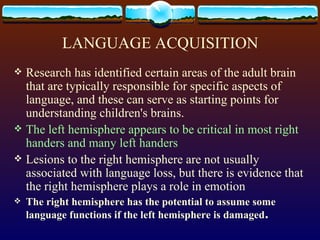 LANGUAGE ACQUISITION Research has identified certain areas of the adult brain that are typically responsible for specific aspects of language, and these can serve as starting points for understanding children's brains. The left hemisphere appears to be critical in most right handers and many left handers Lesions to the right hemisphere are not usually associated with language loss, but there is evidence that the right hemisphere plays a role in emotion  The right hemisphere has the potential to assume some language functions if the left hemisphere is damaged .  