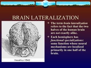 BRAIN LATERALIZATION The term  brain lateralization  refers to the fact that the two halves of the human brain are  not  exactly alike. Each hemisphere has  functional specializations : some function whose neural mechanisms are localized primarily in one half of the brain. 
