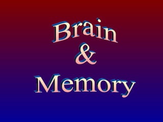 Brain  & Memory 