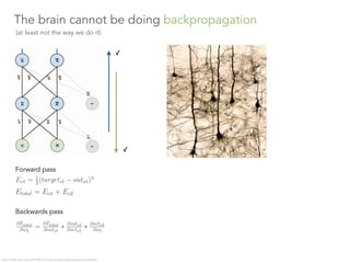 The brain cannot be doing backpropagation 
(at least not the way we do it)
Forward pass
Backwards pass
https://mattmazur.c...