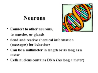 Neurons
• Connect to other neurons,
to muscles, or glands
• Send and receive chemical information
(messages) for behaviors
• Can be a millimeter in length or as long as a
meter
• Cells nucleus contains DNA (As long a meter)
 