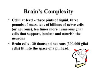 Brain’s Complexity
• Cellular level - three pints of liquid, three
pounds of mass, tens of billions of nerve cells
(or neurons), ten times more numerous glial
cells that support, insulate and nourish the
neurons
• Brain cells - 30 thousand neurons (300,000 glial
cells) fit into the space of a pinhead.
 