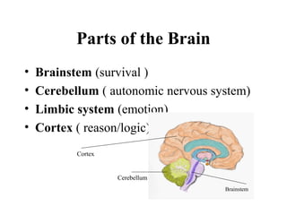 Parts of the Brain
• Brainstem (survival )
• Cerebellum ( autonomic nervous system)
• Limbic system (emotion)
• Cortex ( reason/logic)
Brainstem
Cerebellum
Cortex
 