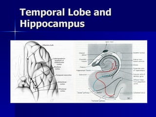 Temporal Lobe and Hippocampus 