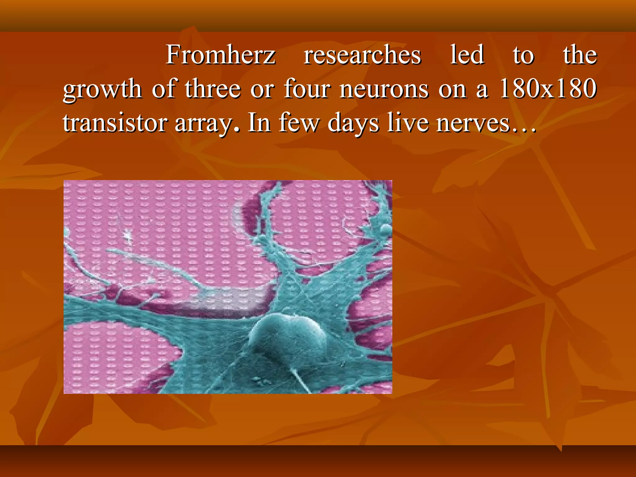 Fromherz researches led to the
growth of three or four neurons on a 180x180
transistor array. In few days live nerves…
 