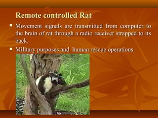Remote controlled Rat
   Movement signals are transmitted from computer to
    the brain of rat through a radio receiver ...