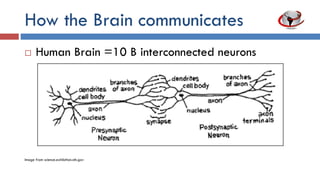 How the Brain Communicates
 Human Brain =10 B interconnected neurons
Image: science.exhibition.nih.gov
 