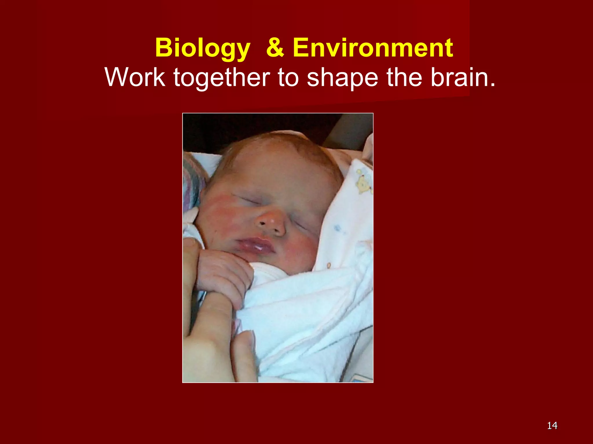 Biology  & Environment Work together to shape the brain.  