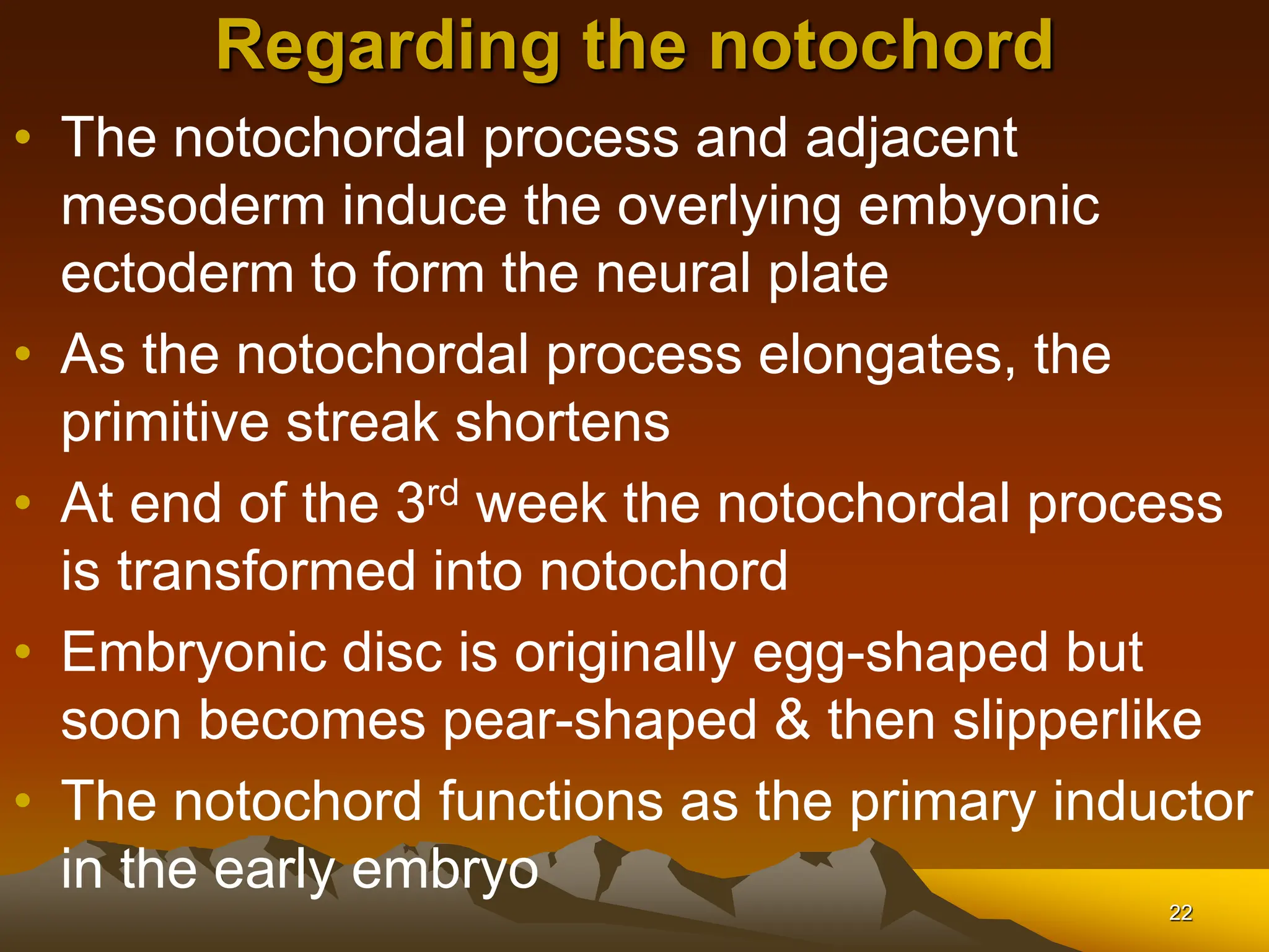 22
Regarding the notochord
• The notochordal process and adjacent
mesoderm induce the overlying embyonic
ectoderm to form the neural plate
• As the notochordal process elongates, the
primitive streak shortens
• At end of the 3rd week the notochordal process
is transformed into notochord
• Embryonic disc is originally egg-shaped but
soon becomes pear-shaped & then slipperlike
• The notochord functions as the primary inductor
in the early embryo
 